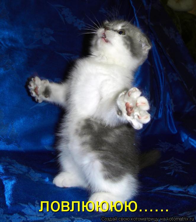 ловлюююююю........ ловлюююю......... Котоматрица: ловлюююююю........ ловлюююю......