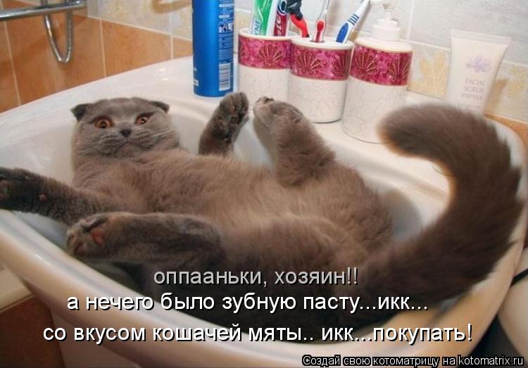 оппааньки, хозяин!! со вкусом кошачей мяты.. икк...покупать! а нечего было зубную пасту...икк...... Котоматрица: оппааньки, хозяин!! со вкусом кошачей мяты.. икк...покупать! а нечего было зубную пасту...икк...