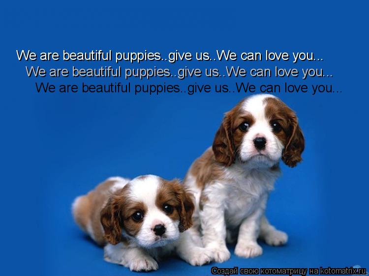 We are beautiful puppies..give us..We can love you... We are beautiful puppies..give us..We can love ... Котоматрица: We are beautiful puppies..give us..We can love you... We are beautiful puppies..give us..We can love you... We are beautiful puppies..give us..We can