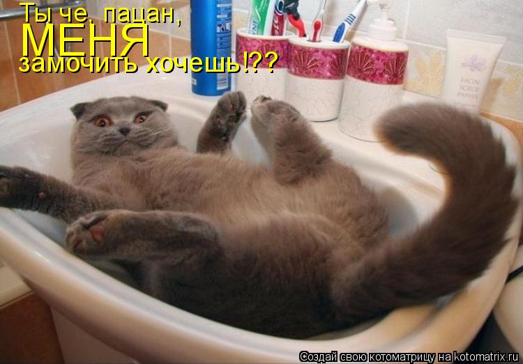 Ты че, пацан, МЕНЯ замочить хочешь!??... Котоматрица: Ты че, пацан, МЕНЯ замочить хочешь!??