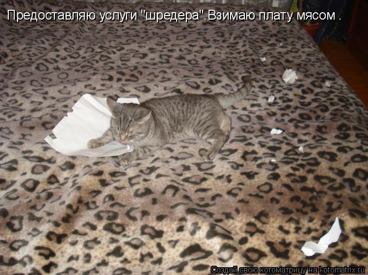 Предоставляю услуги "шредера".Взимаю плату мясом .... Котоматрица: Предоставляю услуги "шредера".Взимаю плату мясом .