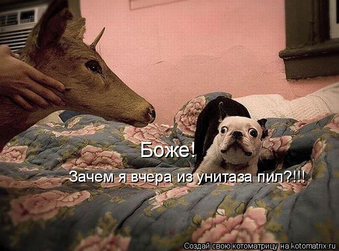 Боже! Зачем я вчера из унитаза пил?!!!... Котоматрица: Боже! Зачем я вчера из унитаза пил?!!!