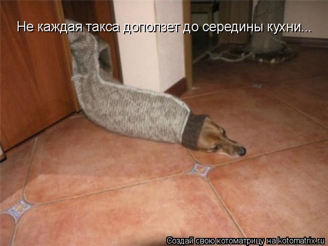 Не каждая такса доползет до середины кухни...... Котоматрица: Не каждая такса доползет до середины кухни...