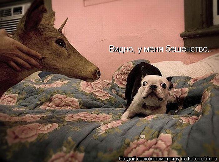 Видно, у меня бешенство...... Котоматрица: Видно, у меня бешенство...
