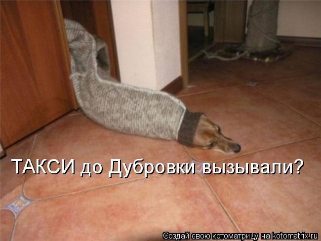 Котоматрица: ТАКСИ до Дубровки вызывали?