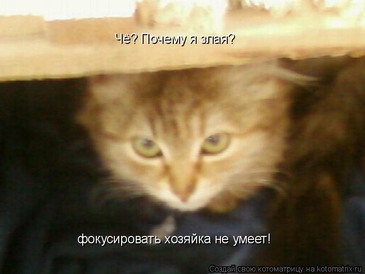 Чё? Почему я злая? фокусировать хозяйка не умеет!... Котоматрица: Чё? Почему я злая? фокусировать хозяйка не умеет!