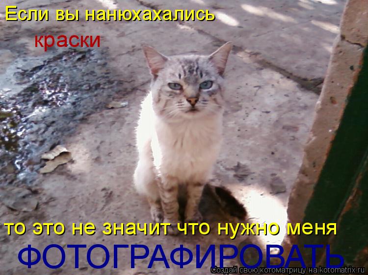 Если вы нанюхахались краски то это не значит что нужно меня ФОТОГРАФИРОВАТЬ... Котоматрица: Если вы нанюхахались краски то это не значит что нужно меня ФОТОГРАФИРОВАТЬ