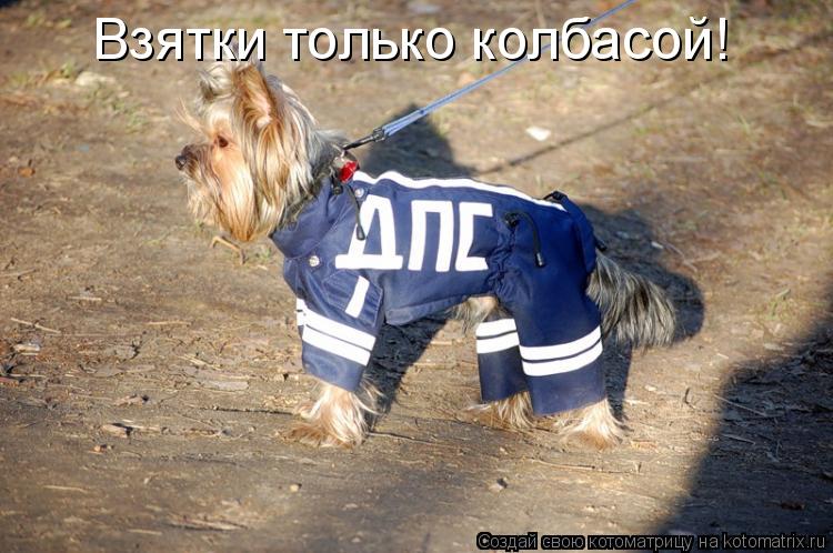 Взятки только колбасой!... Котоматрица: Взятки только колбасой!