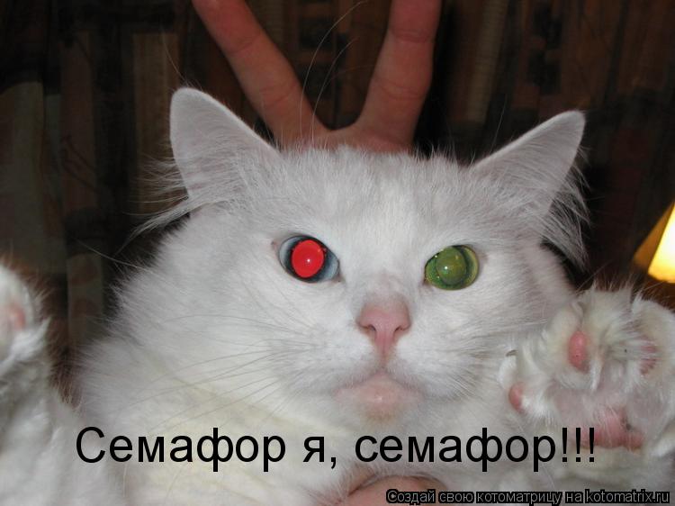 Семафор я, семафор!!!... Котоматрица: Семафор я, семафор!!!