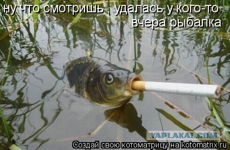 ну что смотришь , удалась у кого-то вчера рыбалка... Котоматрица: ну что смотришь , удалась у кого-то вчера рыбалка