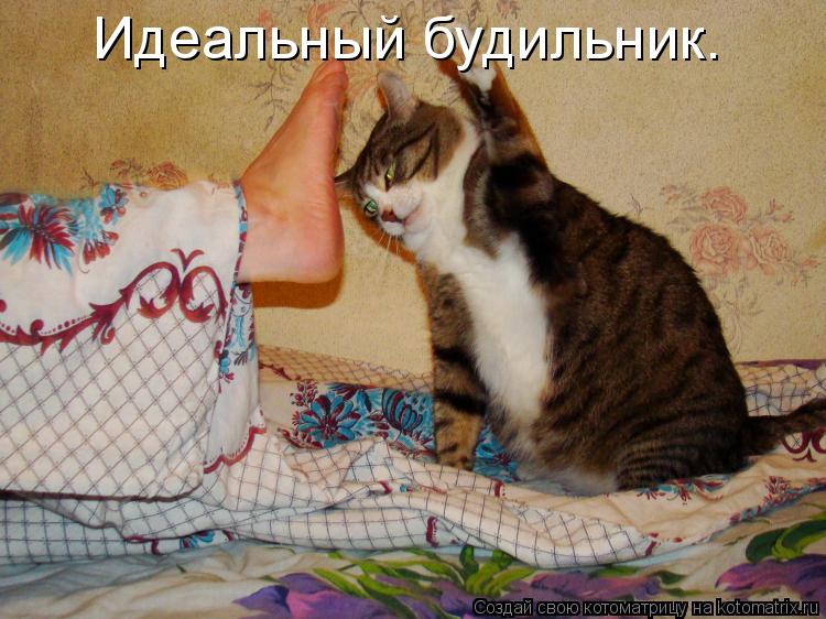 Идеальный будильник.... Котоматрица: Идеальный будильник.