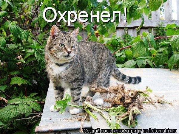 Охренел!... Котоматрица: Охренел!