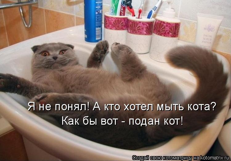 Я не понял! А кто хотел мыть кота? Как бы вот - подан кот!... Котоматрица: Я не понял! А кто хотел мыть кота? Как бы вот - подан кот!
