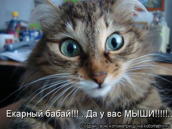 Екарный бабай!!! ..Да у вас МЫШИ!!!!!...... Котоматрица: Екарный бабай!!! ..Да у вас МЫШИ!!!!!...