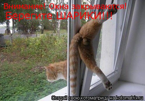 Внимание! Окна закрываются ! Берегите ШАРИКИ!!!... Котоматрица: Внимание! Окна закрываются ! Берегите ШАРИКИ!!!