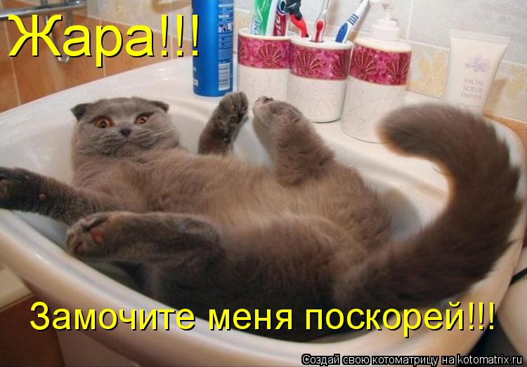 Жара!!! Замочите меня поскорей!!!... Котоматрица: Жара!!! Замочите меня поскорей!!!