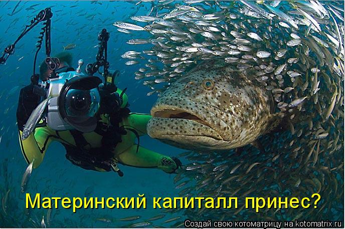 Материнский капиталл принес?... Котоматрица: Материнский капиталл принес?