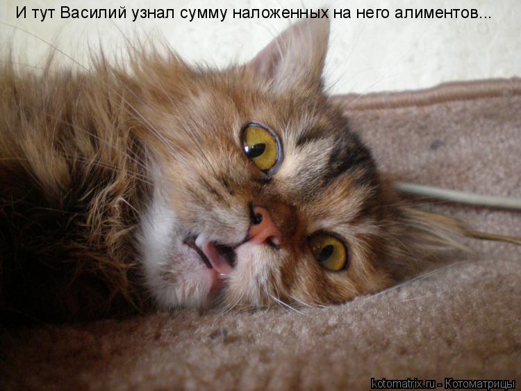 И тут Василий узнал сумму наложенных на него алиментов...... Котоматрица: И тут Василий узнал сумму наложенных на него алиментов...