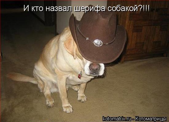 И кто назвал шерифа собакой?!!!... Котоматрица: И кто назвал шерифа собакой?!!!