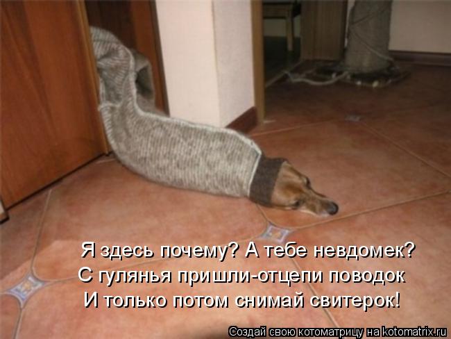 С гулянья пришли-отцепи поводок И только потом снимай свитерок! Я здесь почему? А тебе невдомек?... Котоматрица: С гулянья пришли-отцепи поводок И только потом снимай свитерок! Я здесь почему? А тебе невдомек?