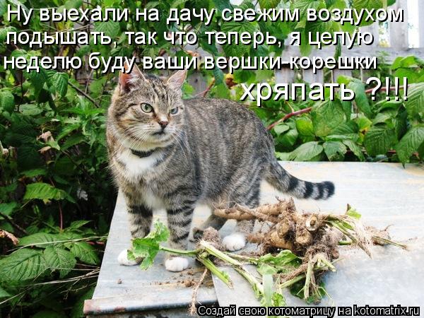 Ну выехали на дачу свежим воздухом подышать, так что теперь, я целую неделю буду ваши вершки-корешки... Котоматрица: Ну выехали на дачу свежим воздухом подышать, так что теперь, я целую неделю буду ваши вершки-корешки хряпать ?!!!