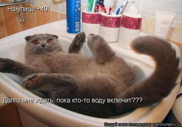 На улице +40! Долго мне ждать, пока кто-то воду включит???... Котоматрица: На улице +40! Долго мне ждать, пока кто-то воду включит???