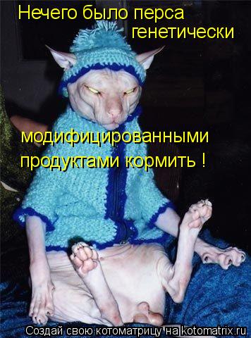 Нечего было перса генетически модифицированными продуктами кормить !... Котоматрица: Нечего было перса генетически модифицированными продуктами кормить !