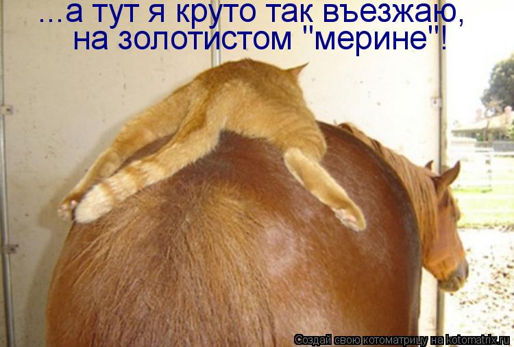 http://kotomatrix.ru/images/lolz/2010/08/12/652164.jpg