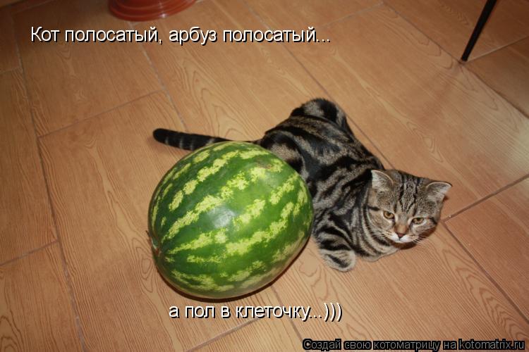 Кот полосатый, арбуз полосатый... а пол в клеточку...)))... Котоматрица: Кот полосатый, арбуз полосатый... а пол в клеточку...)))