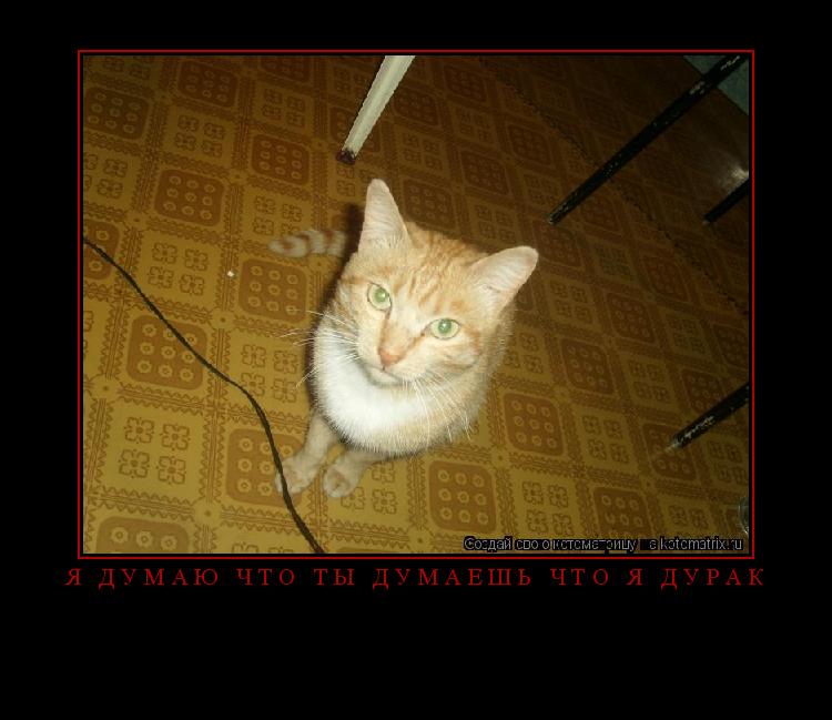 Котоматрица: Я думаю что ты думаешь что я дурак 