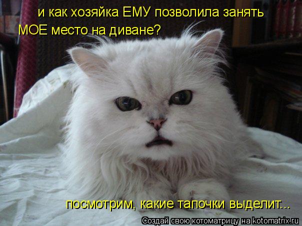 Котоматрица: и как хозяйка ЕМУ позволила занять мое место на диване? и как хозяйка ЕМУ позволила занять МОЕ место на диване? посмотрим, какие тапочки выд