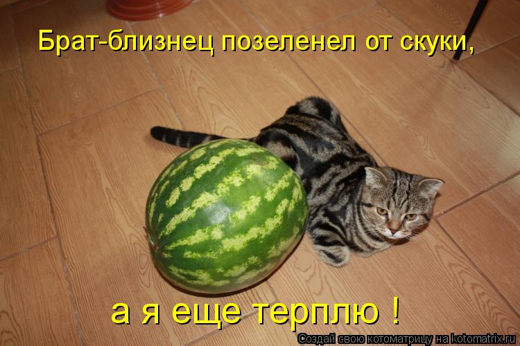 Брат-близнец позеленел от скуки, а я еще терплю !... Котоматрица: Брат-близнец позеленел от скуки, а я еще терплю !