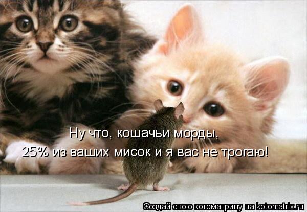 Ну что, кошачьи морды, 25% из ваших мисок и я вас не трогаю!... Котоматрица: Ну что, кошачьи морды, 25% из ваших мисок и я вас не трогаю!