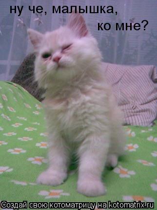 ну че, малышка, ко мне?... Котоматрица: ну че, малышка, ко мне?