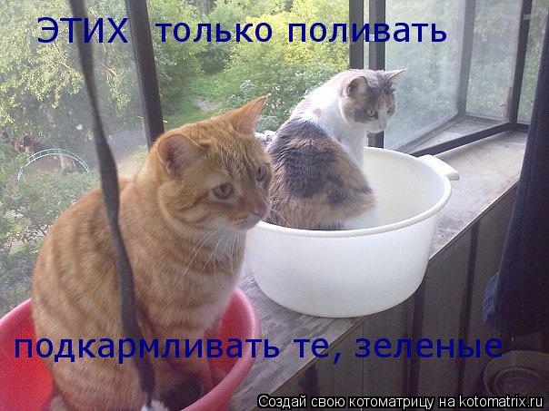 ЭТИХ только поливать подкармливать те, зеленые... Котоматрица: ЭТИХ только поливать подкармливать те, зеленые