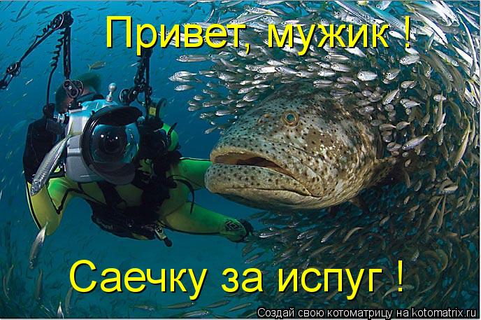 Привет, мужик ! Саечку за испуг !... Котоматрица: Привет, мужик ! Саечку за испуг !