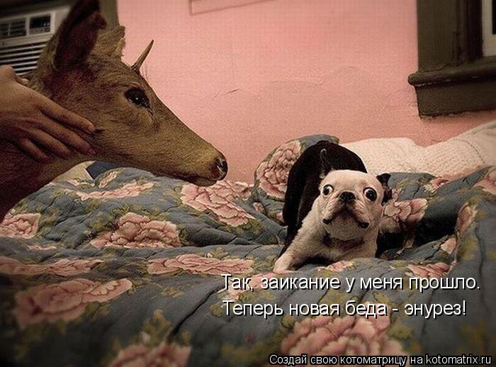 Так, заикание у меня прошло. Теперь новая беда - энурез!... Котоматрица: Так, заикание у меня прошло. Теперь новая беда - энурез!
