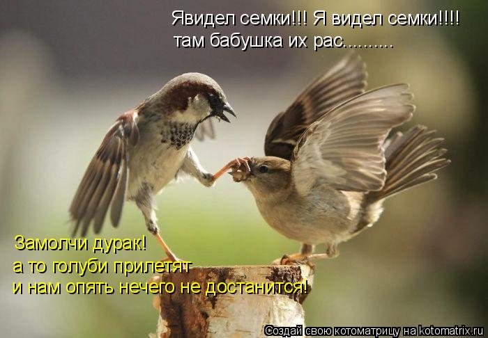 Явидел семки!!! Я видел семки!!!! Замолчи дурак! а то голуби прилетят и нам опять нечего не достанитс... Котоматрица: Явидел семки!!! Я видел семки!!!! Замолчи дурак! а то голуби прилетят и нам опять нечего не достанится! там бабушка их рас..........