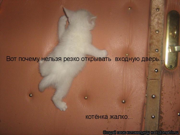 Котоматрица: Вот почему нельзя резко открывать  входную дверь... котёнка жалко...