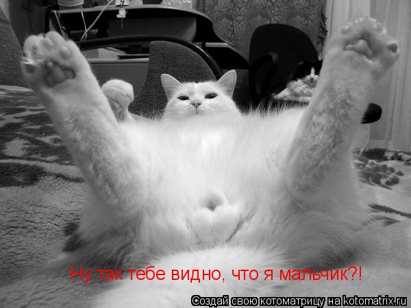 Котоматрица: Ну так тебе видно, что я мальчик?!
