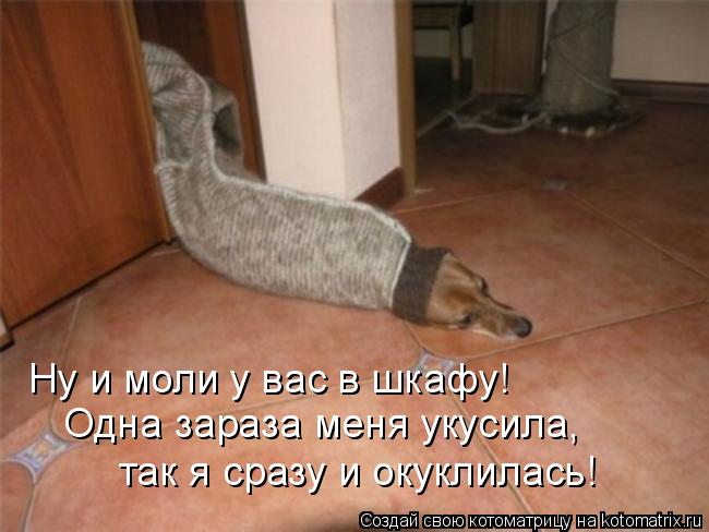 Котоматрица: Ну и моли у вас в шкафу! Одна зараза меня укусила, так я сразу и окуклилась!