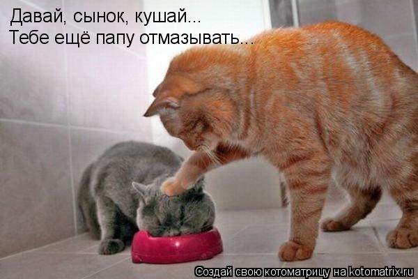 Котоматрица: Давай, сынок, кушай... Тебе ещё папу отмазывать...