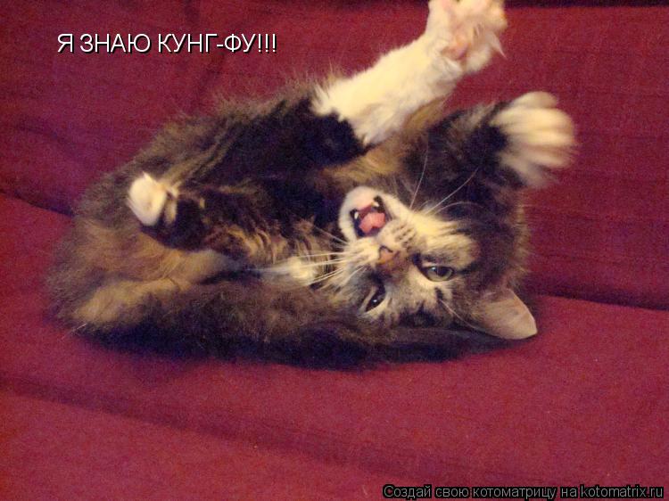 Я ЗНАЮ КУНГ-ФУ!!!... Котоматрица: Я ЗНАЮ КУНГ-ФУ!!!