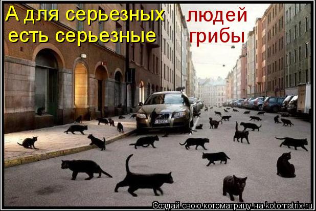 А для серьезных людей есть серьезные грибы... Котоматрица: А для серьезных людей есть серьезные грибы