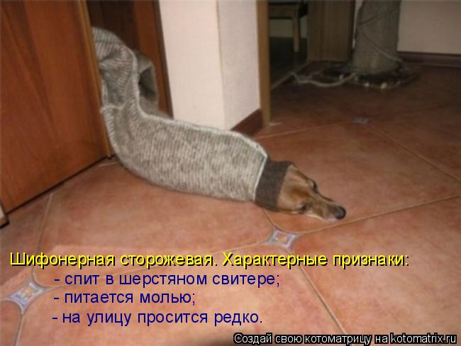 Шифонерная сторожевая. Характерные признаки: Шифонерная сторожевая. Характерные признаки: - спит в ше... Котоматрица: Шифонерная сторожевая. Характерные признаки: Шифонерная сторожевая. Характерные признаки: - спит в шерстяном свитере; - питается молью; - на