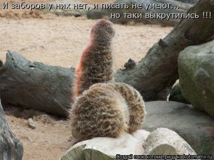 И заборов у них нет, и писать не умеют... но таки выкрутились !!!... Котоматрица: И заборов у них нет, и писать не умеют... но таки выкрутились !!!