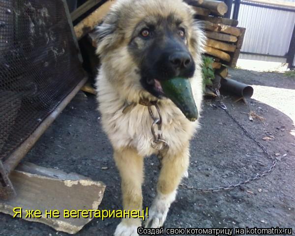Котоматрица: Я же не вегетарианец!