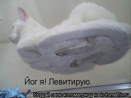 Котоматрица: Йог я! Левитирую.