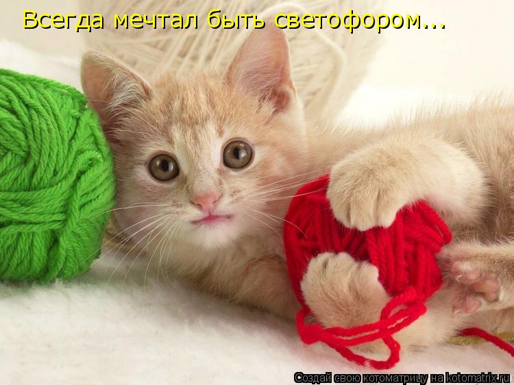 Котоматрица: Всегда мечтал быть светофором...