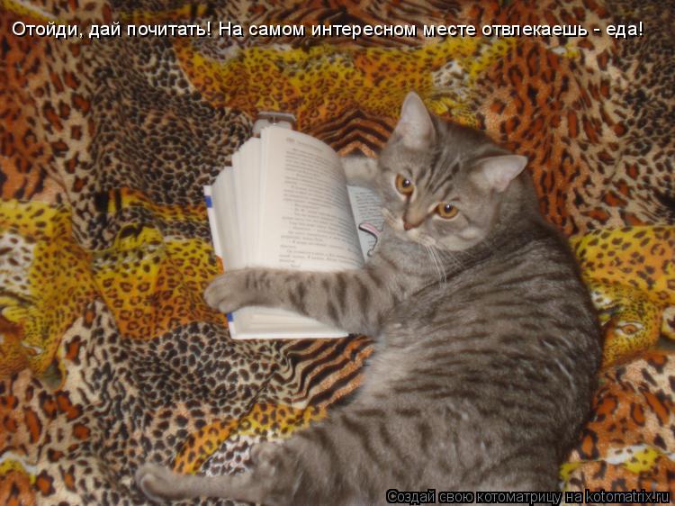 Котоматрица: Отойди, дай почитать! На самом интересном месте отвлекаешь - еда!